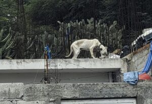 ATIENDE SECRETARÍA DE BIENESTAR ANIMAL DENUNCIA VIRAL DE MALTRATO ANIMAL