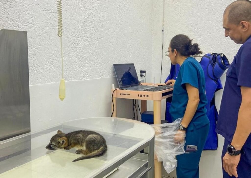 ATIENDE IMPA REPORTES DE FAUNA SILVESTRE EN EL MARQUÉS Y CADEREYTA