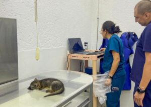 ATIENDE IMPA REPORTES DE FAUNA SILVESTRE EN EL MARQUÉS Y CADEREYTA