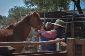 CORREGIDORA LLEVA JORNADA DE SALUD ANIMAL A LA COMUNIDAD DE LA CUEVA