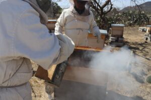 MUNICIPIO DE QUERÉTARO FORTALECE LA PROTECCIÓN DE POLINIZADORES CON UN PROGRAMA PIONERO